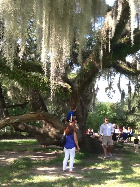 Oak in City Park