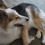 Mourning the Loss of a Gentle Spirit