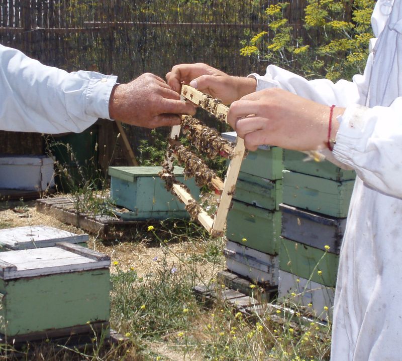 Honey Comb - Cropped