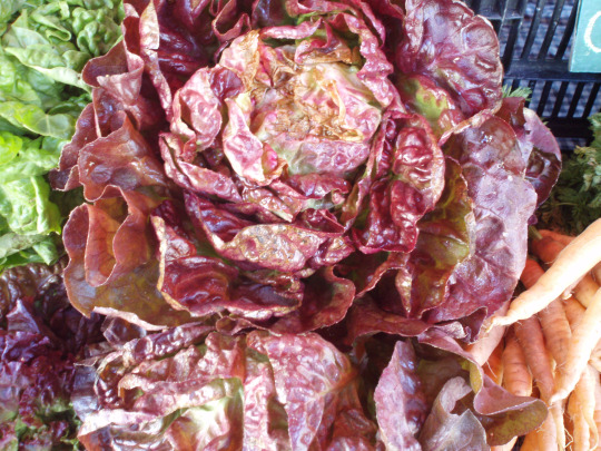 Red Lettuce