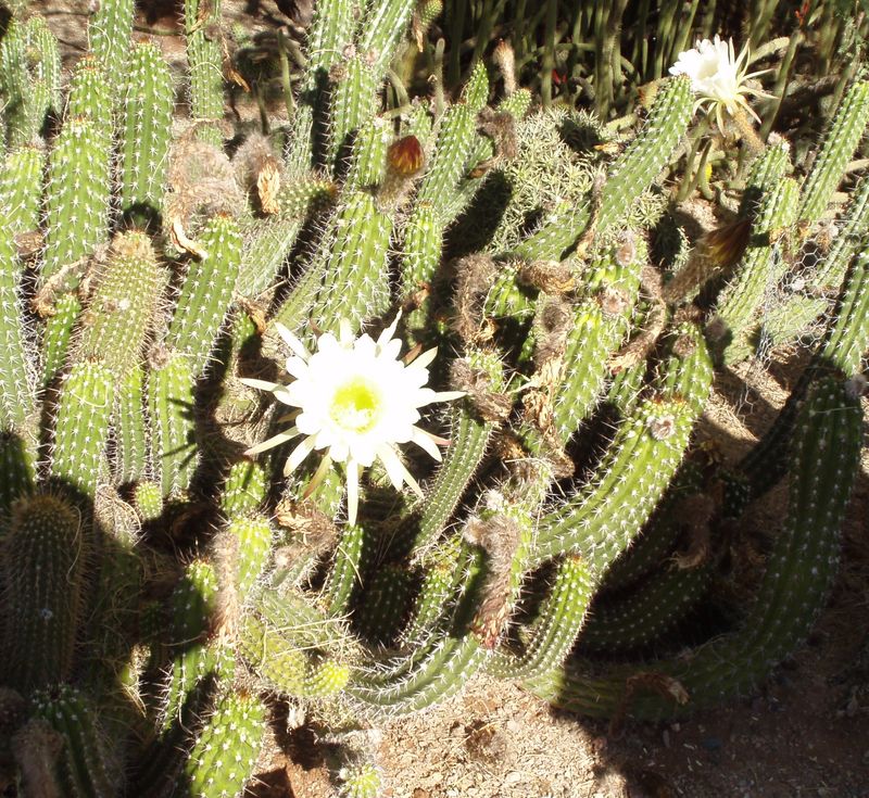 Night Blooming Flower