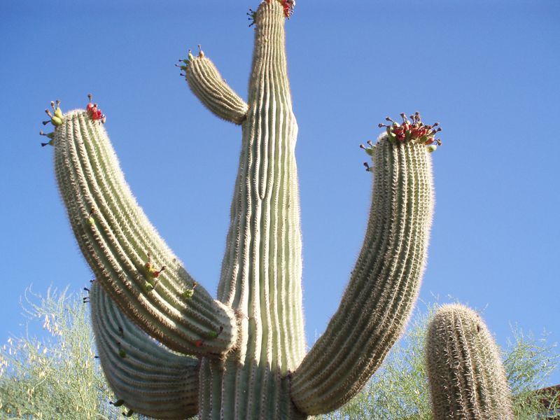 Saguaro