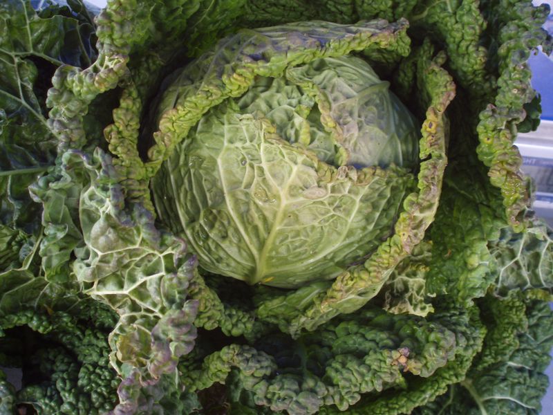 Savoy Cabbage