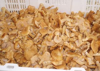 Hedgehog Mushrooms