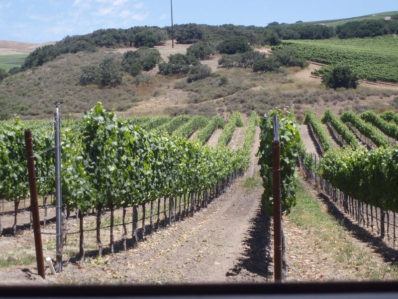 Foley's vineyards