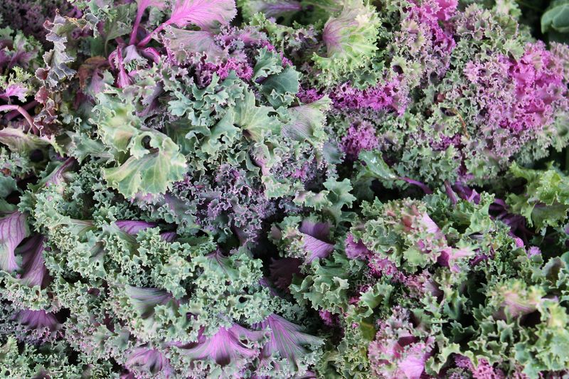 And Purple Kale