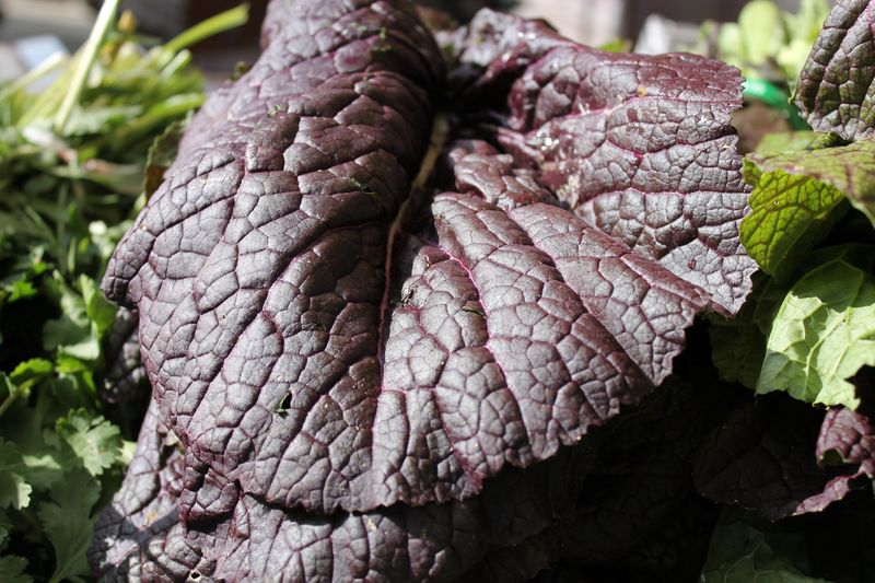 A Big Leaf of Purple Mustard