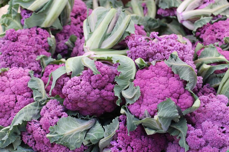 Purple Cauliflower