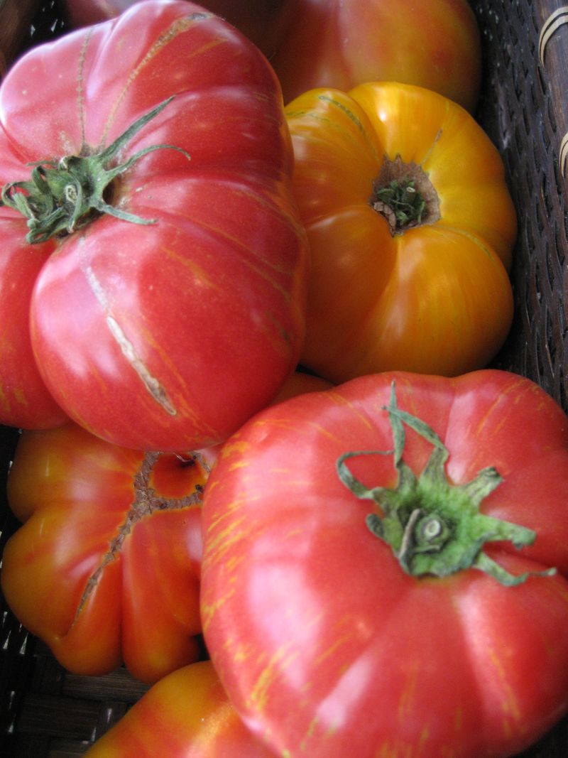 Heirloom Tomatoes for the Santa Monica Farmers Market