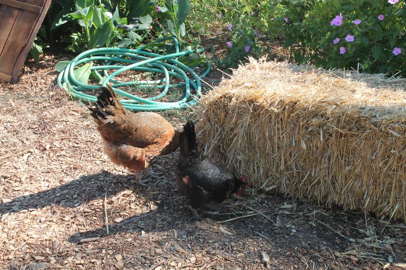 Chickens Pecking at a Bale of Hay