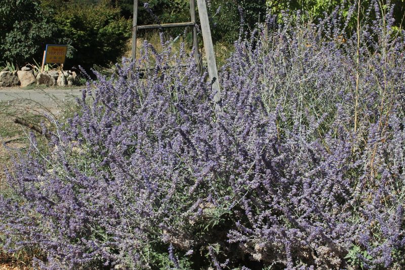 Lavender Patch at Erickson Ranch