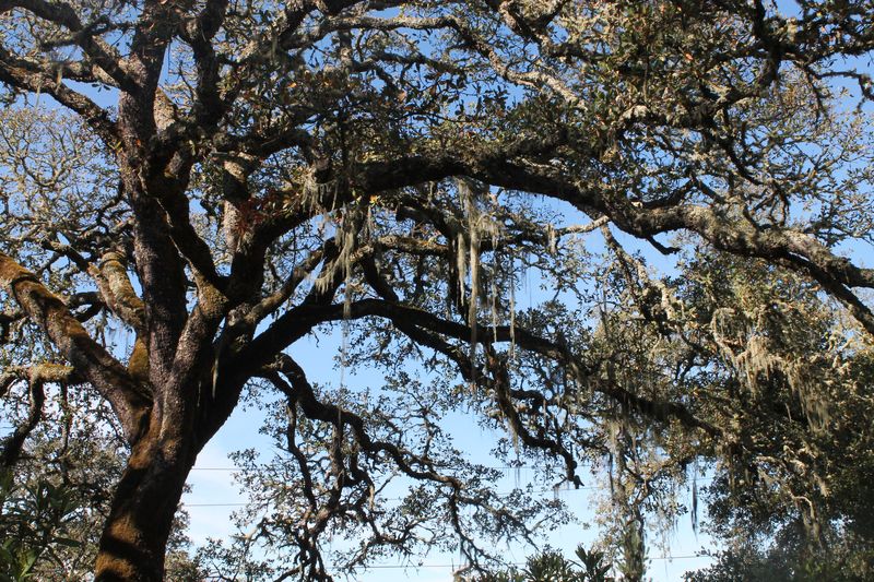 Moss on the Oak Trees