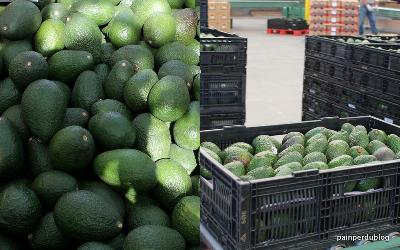 Avocados from Bin to Conveyor Belt