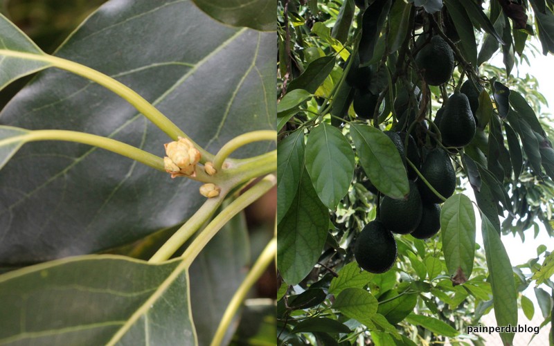 Avocado Buds and Fruit