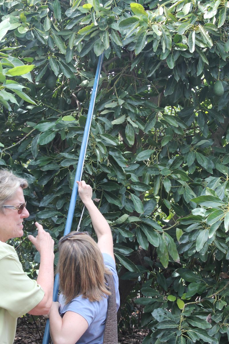 Picking Avocados