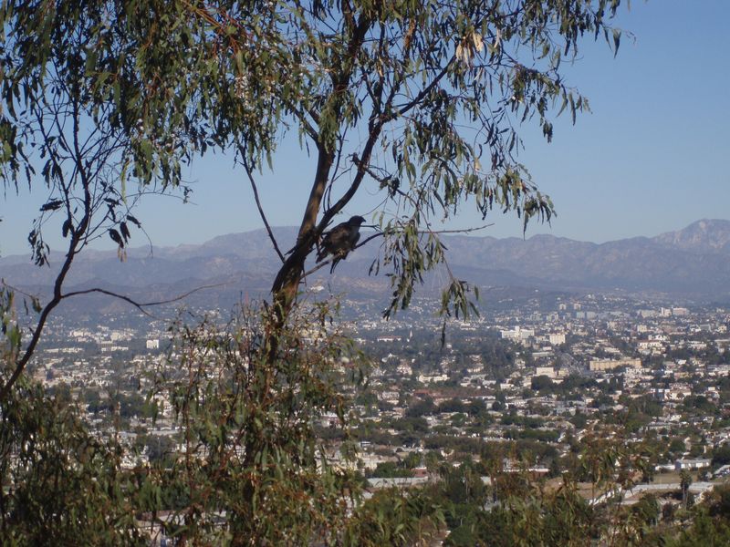 View of Los Angeles from the hills