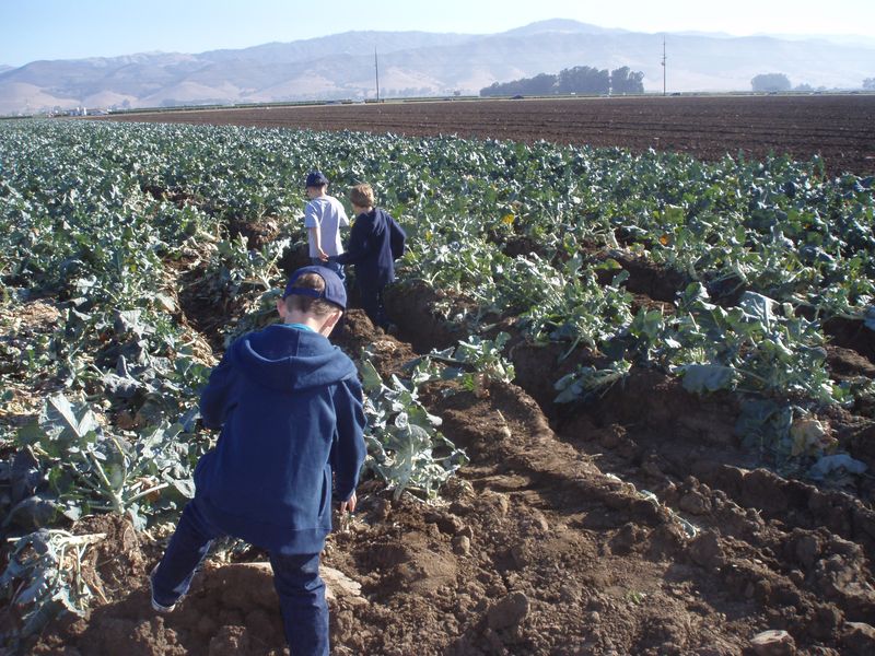 Gleaning in Salinas