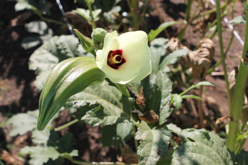 Okra and Its Flower